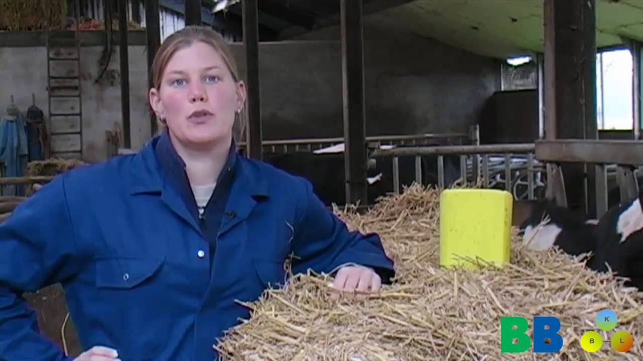 Duurzame Melkveetip 49  Nageboorte en baarmoederontsteking