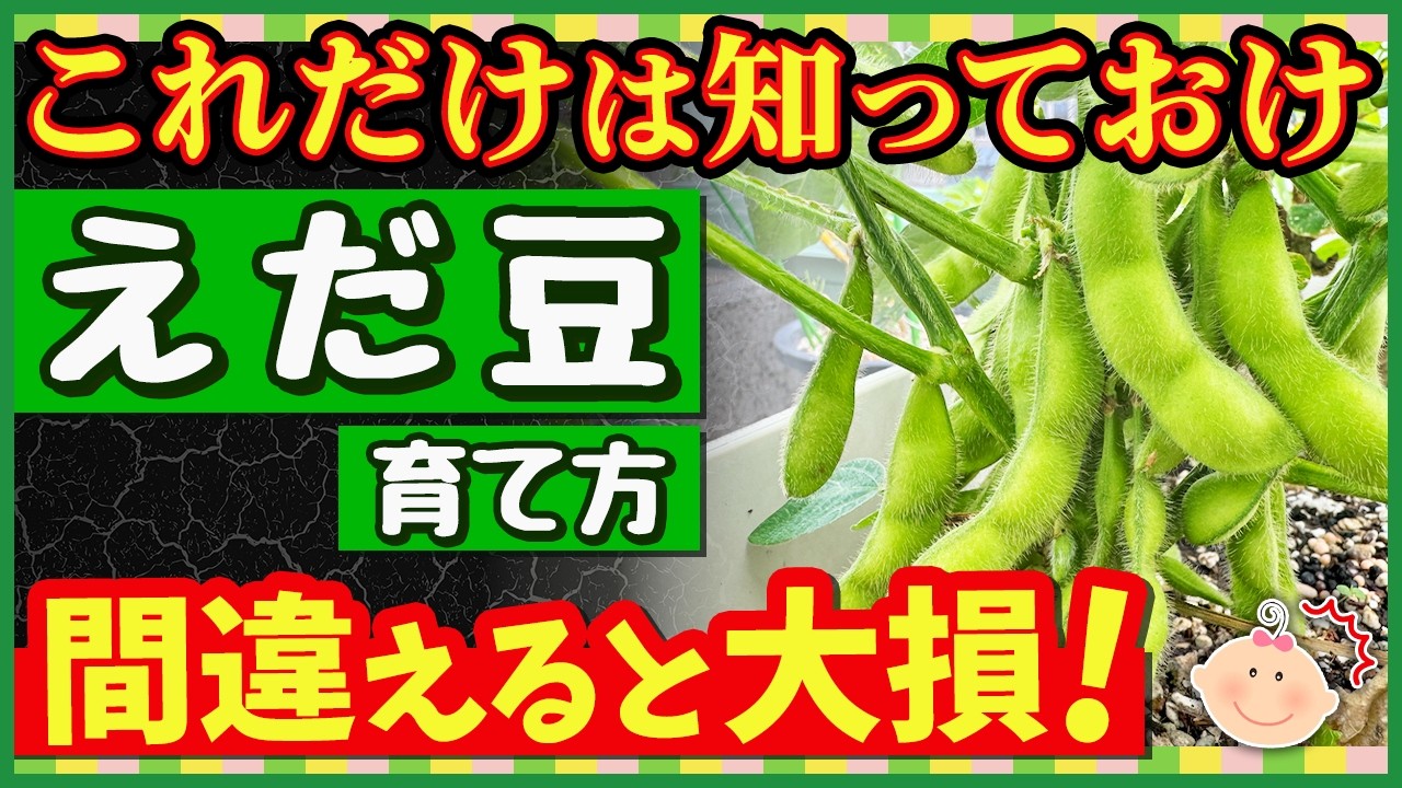 【枝豆】初めてでもたっぷり収穫できる最強の育て方！プランターOK♪失敗しないコツを徹底解説【初心者・家庭菜園｜種まき～収穫まで】