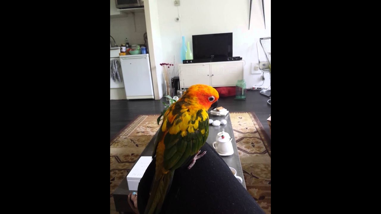 kletskousen zonparkiet en muisparkiet