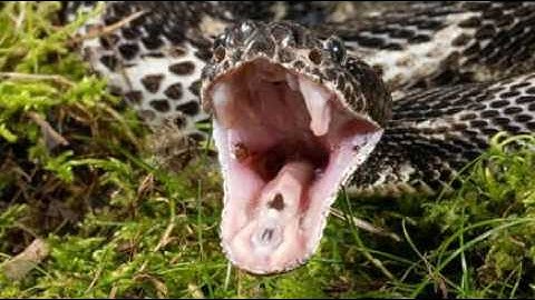 Incredible Rattlesnake Facts in the world