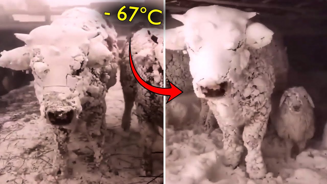 Animals That Asked People for Help | Random Acts of Kindness