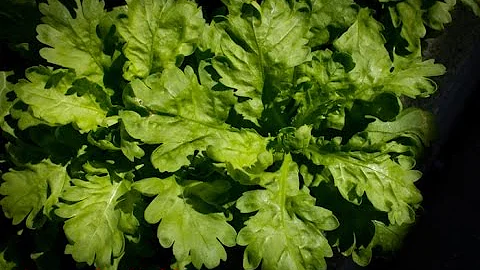 Introduce Tongho and how to grow Garland Chrysanth...