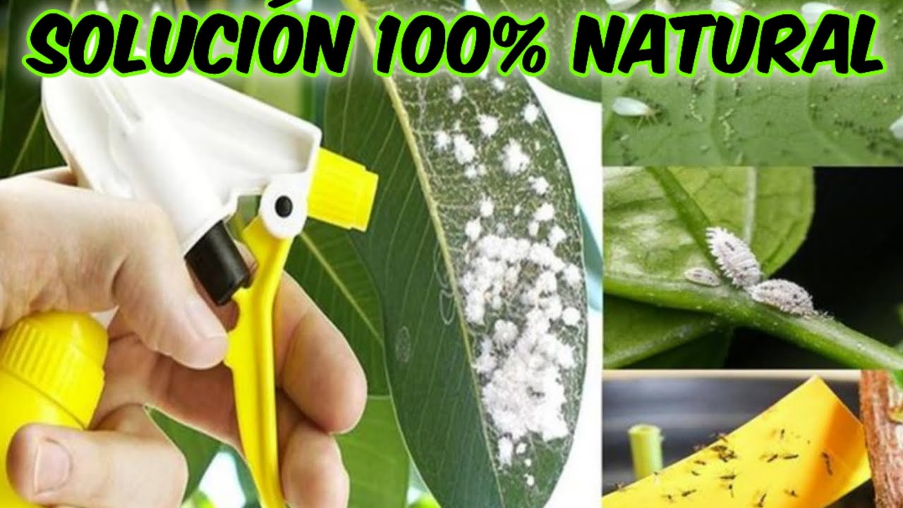 Cómo eliminar hongos y plagas en tus plantas de forma natural 🌱