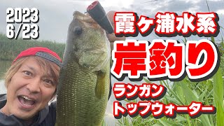 霞ヶ浦水系 岸釣りランガントップウォーター - YouTube