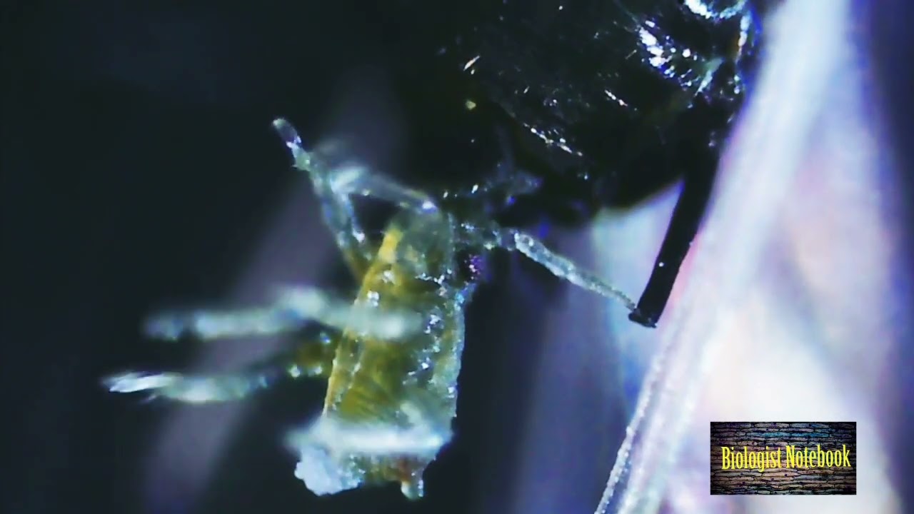 Giving birth to an InsectVIVIPARITY. YouTube