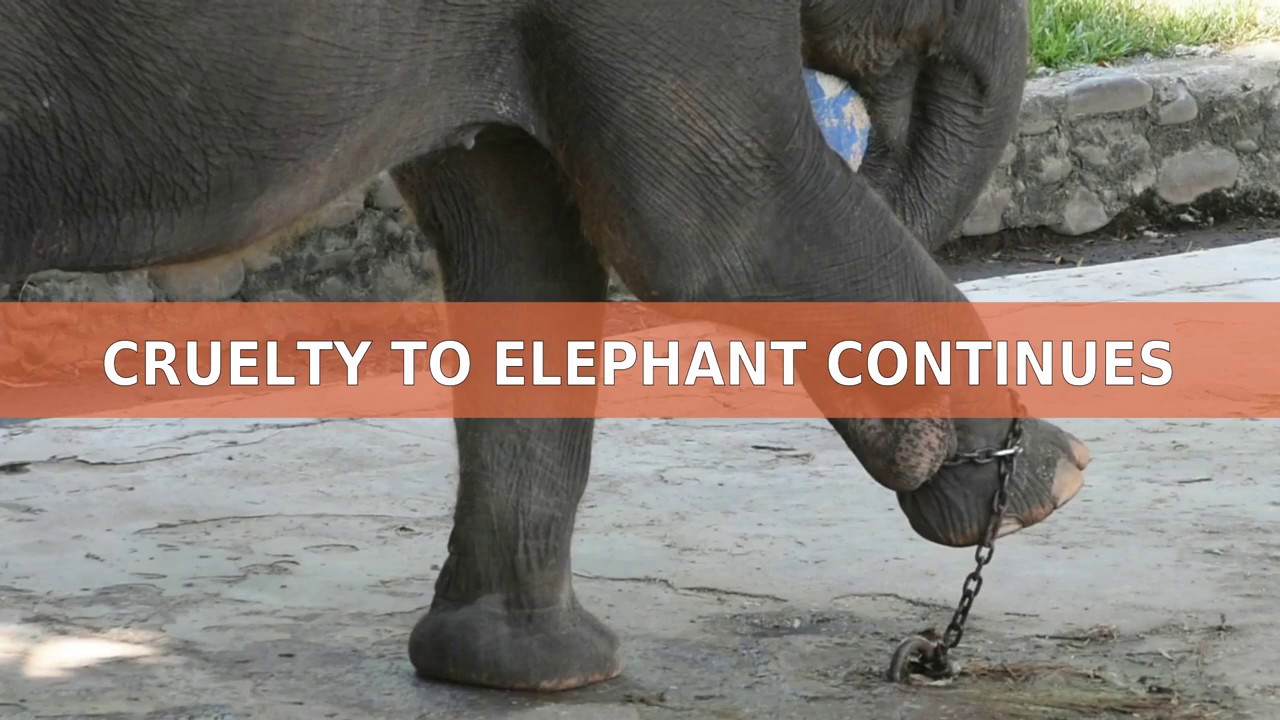 beruang madu kalimantan Cruelty to elephant continues