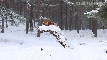 Red squirrels competing to feed on a snow-covered stump in pine woodland, Scotland, UK