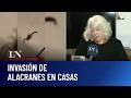 Denuncia de vecinos: invasión de alacranes en casas
