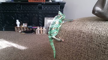 Chameleon changes patterns / colors right before your eyes