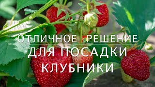 ПОСАДКА КЛУБНИКИ / Отличное решение