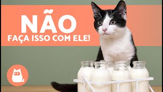 10 ERROS COMUNS ao CUIDAR de um GATO 🐱 Não os cometa!