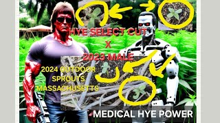 2024 Cannabis That Sprouts In Freezing Weather Massachusetts  HYE Select Cut X 2023 Male #420