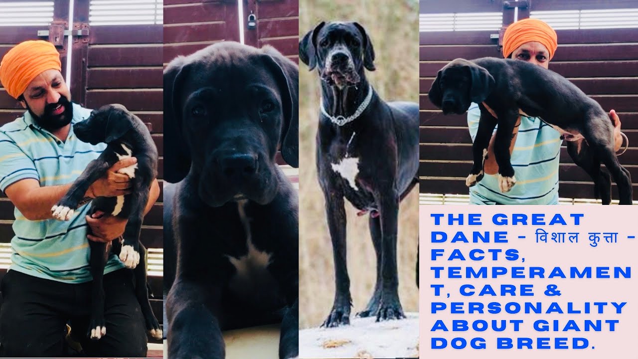 GREAT DANE – विशाल कुत्ता – Facts, Temperament, Care & Personality about Giant Dog Breed. BholaShola