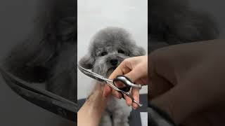 GRAY COAT POODLE ENJOYING FACELIFT   #dog #cutedog #puppy #adorable #love