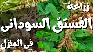 طريقة زراعة الفول السوداني في المنزل