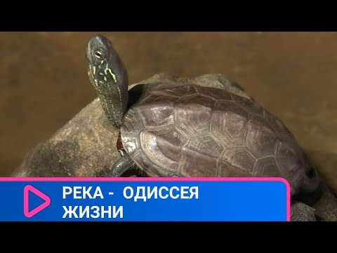 О РЫБАХ, О ПТИЦАХ, ЗЕМНОВОДНЫХ И РАСТЕНИЯХ ЮЖНОЙ КОРЕИ! Река - Одиссея жизни. Семейный канал.
