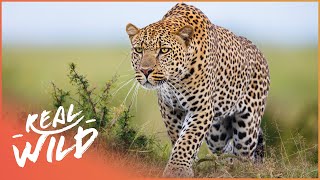 Africa's Most Secretive Big Cats | Leopards Of Dead Tree Island | Real Wild