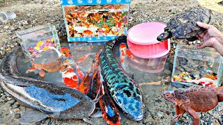 Amazing, catch monster catfish, ornamental fish, toman fish, koi fish, glofish, molly fish, goldfish