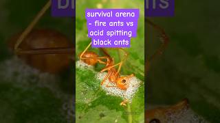 survival arena - FIRE ANTS vs acid spitting BLACK ANTS🐜😱 | Tropical Forest Bees #fireants #blackant