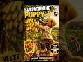 Hardworking Puppy Collects Bananas 🍌🐶 | Never Gives Up! #shorts #shortsfeed