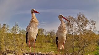 Пара аистов обустраивается, но их снова выгоняют из гнезда / Эстония