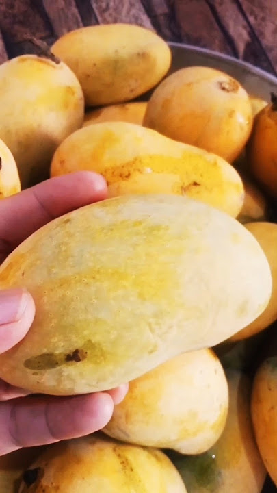 “Juiciest Mangoes You’ve Ever Seen! 🥭'#MangoLover #JuicyFruit #SummerVibes #viralfeeds #shortsfeed