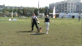 Вельштерьер ловит преступника / small dog catch criminal Вельштерьер ловит преступника / small dog catch criminal