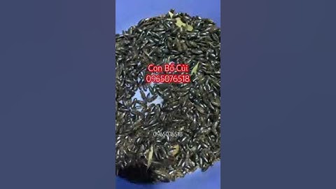 Con bổ củi có tác dụng gì, con bổ củi ngâm rượu, con bổ củi mua ở đâu, con  bo cui co tac dung gi