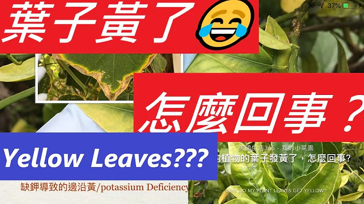 我的植物叶子黄了😂怎么回事啊？叶子黄了是浇水还是营养问题，怎样知道？WHAT IS WRONG WITH MY PLANT LEAVES: GETTING YELLOW - 天天要闻