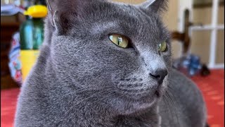 Cute cat slepy eyes cute #cat #catlover #animals by Animal group Eu 90 views 2 weeks ago 2 minutes, 20 seconds