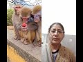 म ह क ल कर द य Funny Monky Shortvideo