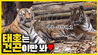 (SUB) The Youngest Zookeeper's Day At Everland Taking Care Of Tigers🐯│Vlog│Everland Zookeeper VLOG