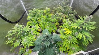 Week 6 1/2 Feeding Soil Added & Hay Put in to Keep Moist. Looking Good 😊 
