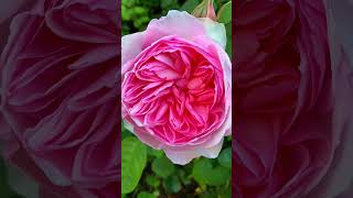 The Rarest Rose In The World | Rosa Juliet | #Nature #Beautiful #Rare #Flowers #Shorts  #Viral