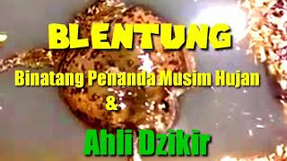 Download lagu SUARA BLENTUNG Hewan Tanda Musim Hujan tiba|Suara Blentung|Hewan Fenomenal Ahli Dzikir|Hewan Viral