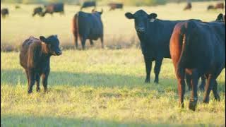 istockphoto 1638998521 640 adpp is