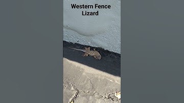 Western Fence Lizard
