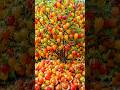 Quick & Easy Way to Grow and Multiply Golden Berries #garden #fruits #diy