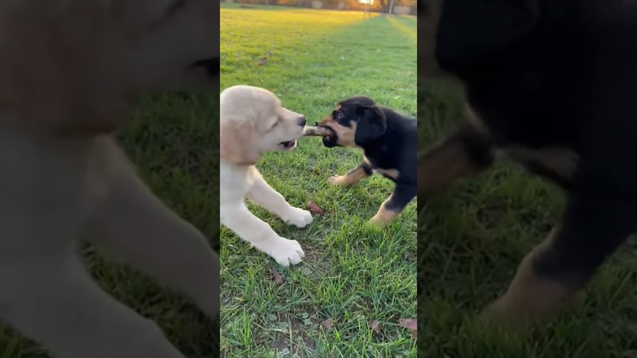 Which Dog Will Get the Treat?! 🐶🍖 