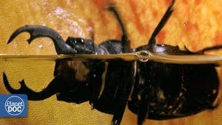 Carnivorous Plant vs Giant Beetle