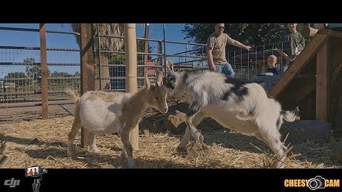 DJI OSMO Mobile Smartphone Gimbal iPhone 6s w Anamorphic Lens