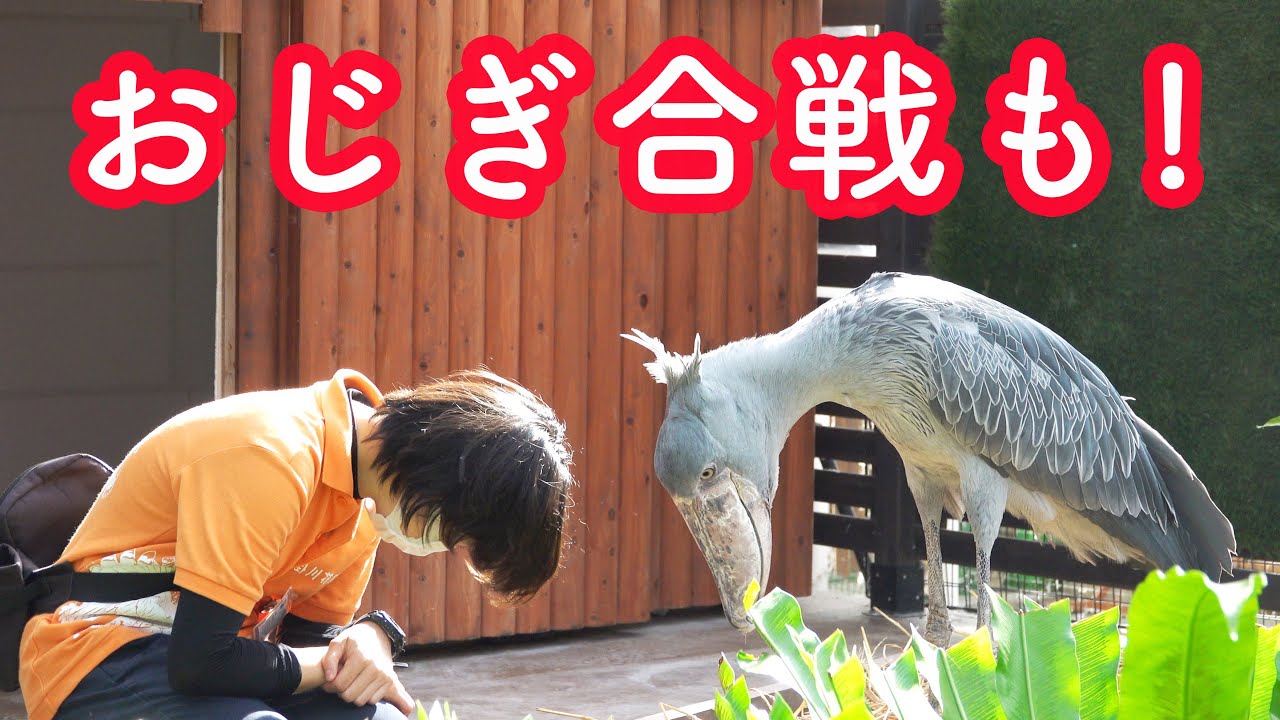 2021年7月17日】大好きな飼育員さんにごはんをもらう、ハシビロコウの