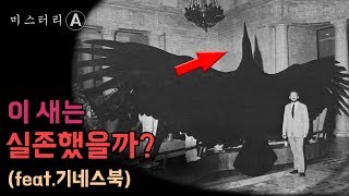 지구에서 가장 큰 새 (비행가능) / 이 새는 정말 실존했을까?