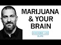 How marijuana affects the brain  body  dr andrew huberman