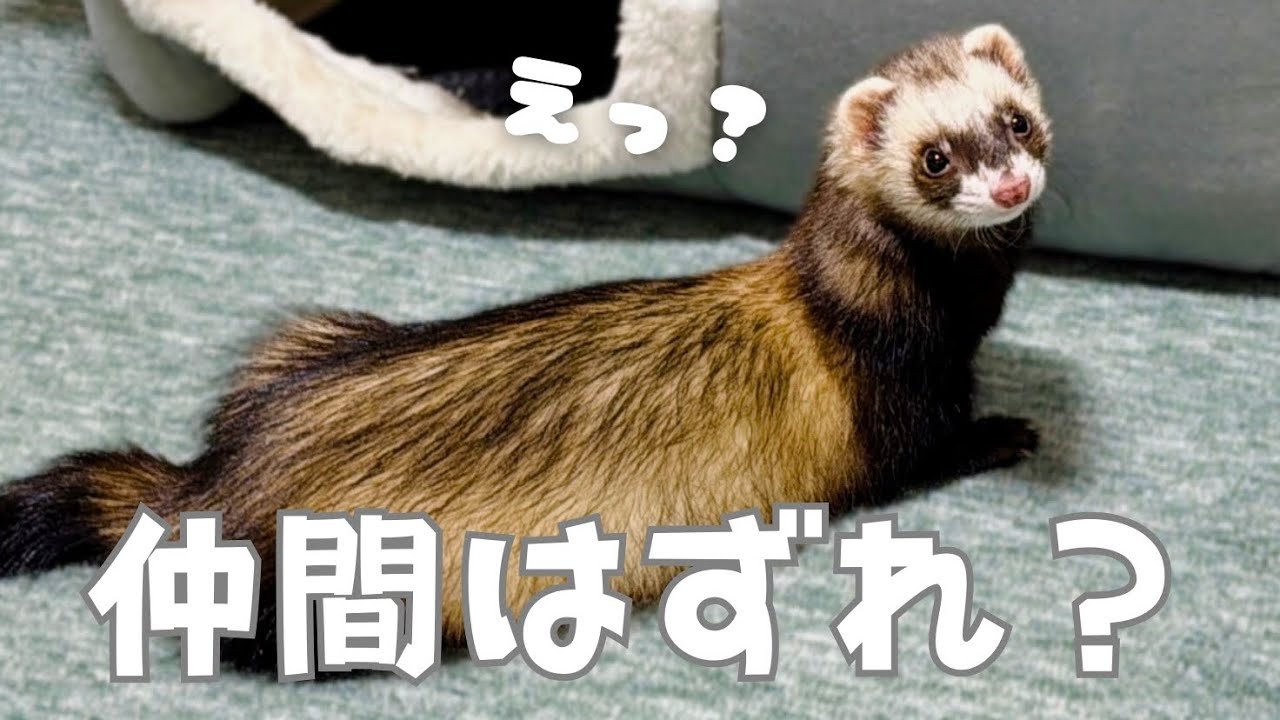 フェレット】元気なチビ達&クックに届いた誕プレ紹介‼︎【ferret#1693
