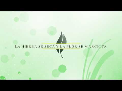 Video: El Decembrista Se Seca: Hojas Suaves De La Flor, ¿cuál Es La Razón Y Qué Hacer? ¿Cómo Salvar Una Flor Si Se Ha Marchitado?