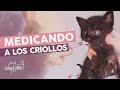 Cómo Medicar A Gatitos De Un Mes