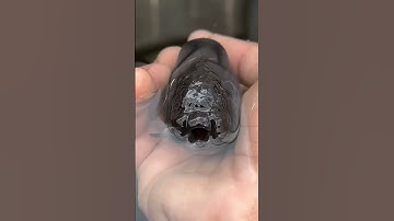 How often should you feed your goldfish?