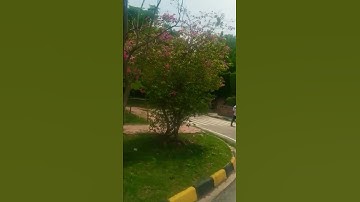 #shorts  MDS university at Ajmer