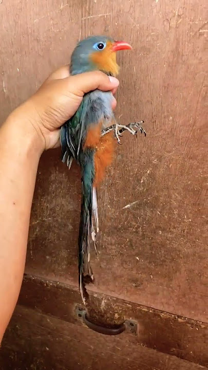 Burung Kadalan Kembang